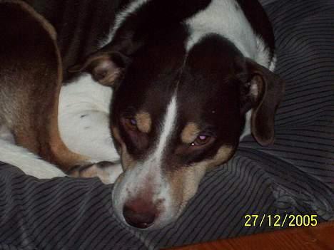 Dansk svensk gaardhund Piet - Altså faar, lad mig nu hvile i fred! billede 7