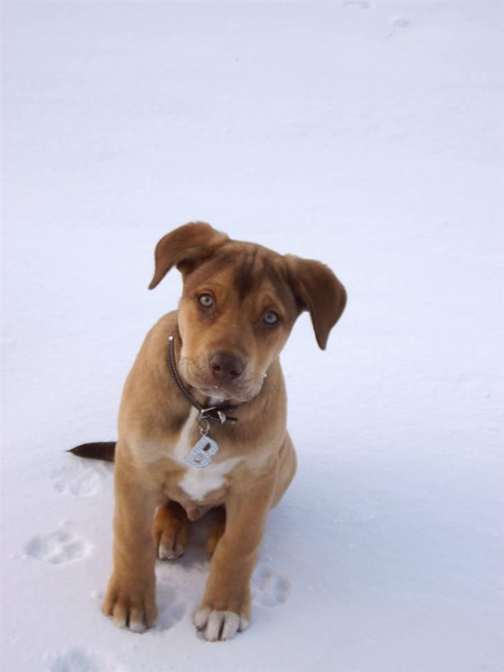 Amerikansk staffordshire terrier Bisse Big Boom - sne og hygge=) billede 14