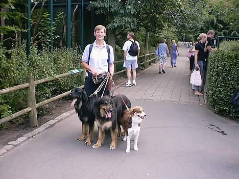 Hovawart Donald - Når det nu var for varmt, til at komme i Kbh Zoo, så kunne man da hilse på Aalborg Zoo billede 9