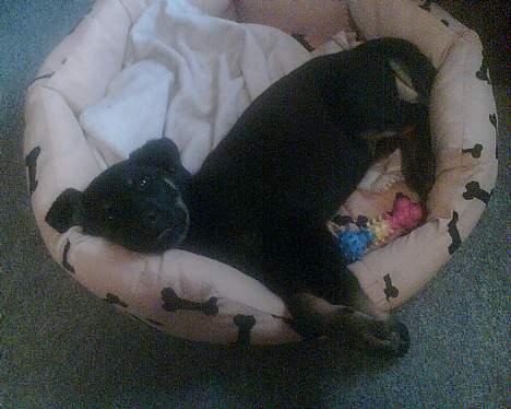 Rottweiler Primo R.I.P - Taget idag d.23.2  jeg har vokseværk så jeg prøver at sove det væk billede 9