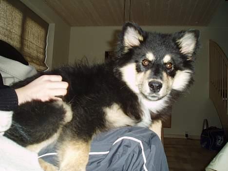 Finsk lapphund Finda Tiamo Filuca - På mors knæ i sofaen - selvom det er lidt forbudt billede 10