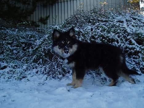 Finsk lapphund Finda Tiamo Filuca - Også et billede fra mit første snevejr billede 12