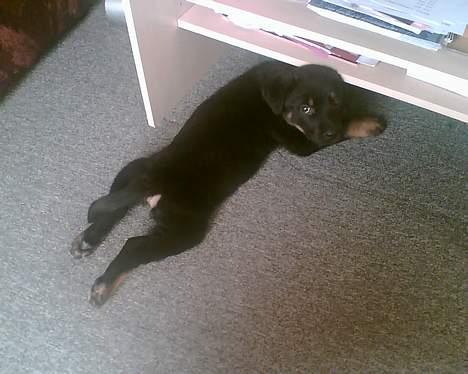 Rottweiler Primo R.I.P - hov måtte jeg ikke gnave i dine kabler til din computer.. Undskyld billede 10