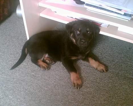 Rottweiler Primo R.I.P - Ligger og "passe" på mor under hendes computerbord billede 11