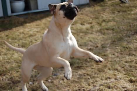 Bullmastiff  Danish Lilo billede 8
