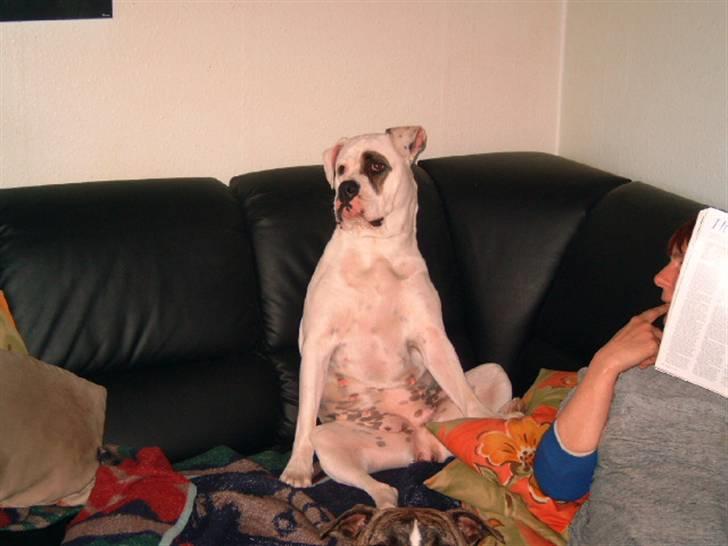 Amerikansk bulldog Fnug billede 1