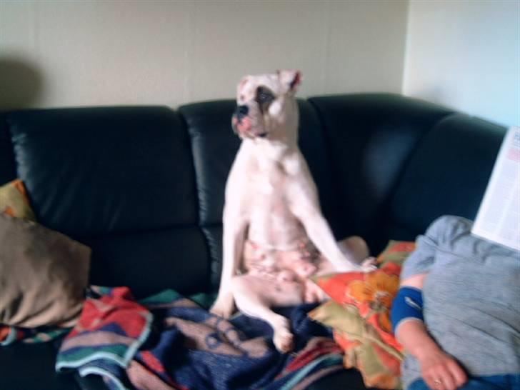 Amerikansk bulldog Fnug billede 2