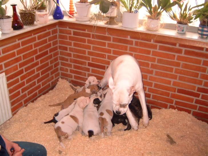 Amerikansk bulldog Fnug billede 3