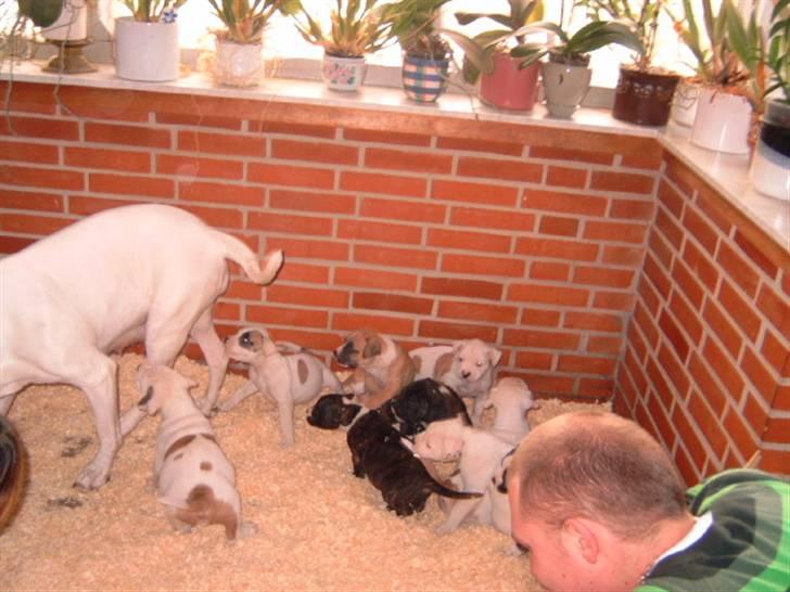 Amerikansk bulldog Fnug billede 4