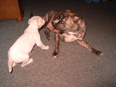 Amerikansk bulldog Fnug billede 5