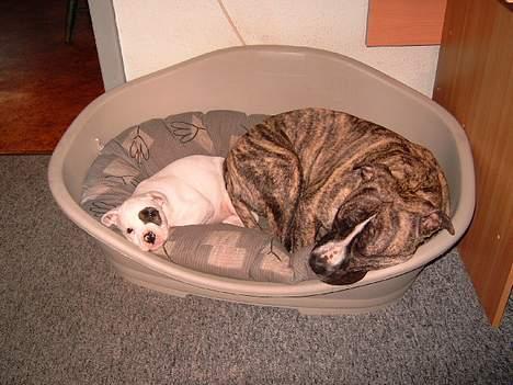 Amerikansk bulldog Fnug billede 7