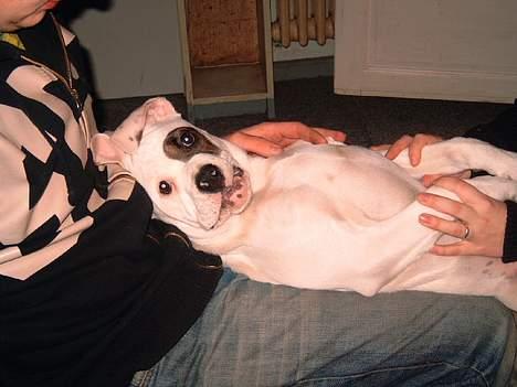 Amerikansk bulldog Fnug billede 10