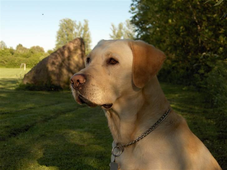 Labrador retriever Zazu - Zazu i Profil, Davs med jer. billede 2