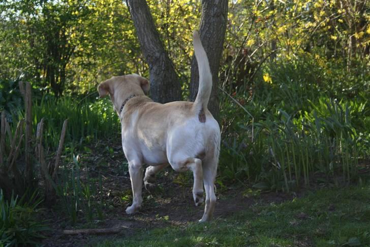 Labrador retriever Zazu - Zazu opdager der er en hund ved naboen billede 3