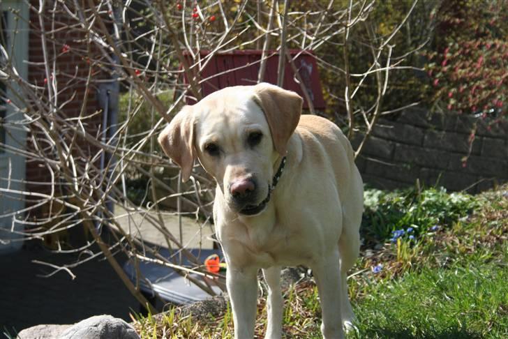 Labrador retriever Zazu - Zazu den SKØNNE hund! er helt vild emd mdet her billed!:) billede 4