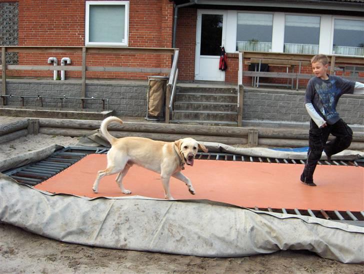 Labrador retriever Zazu - Han elsker at hoppe på trampolin:) billede 5