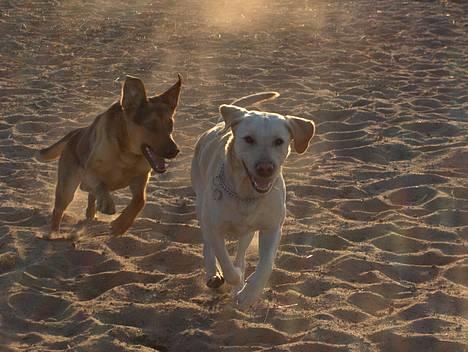 Labrador retriever Zazu - Zazu og Maddy løber sammen på ridebanen( det hans veninde)*Ingen af mine billedere må bruges nogle steder uden tilladelse fra mig! billede 6