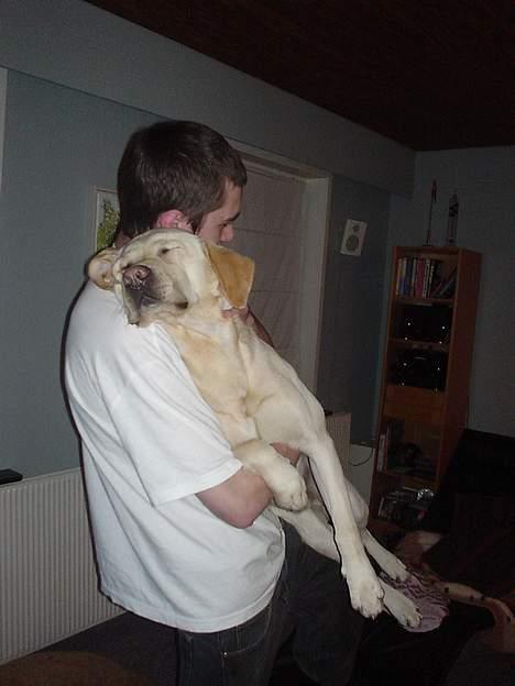 Labrador retriever Zazu - Din skøde hund:P hehe han elsker at blive løftet op så vi tager lige en lur:P billede 7
