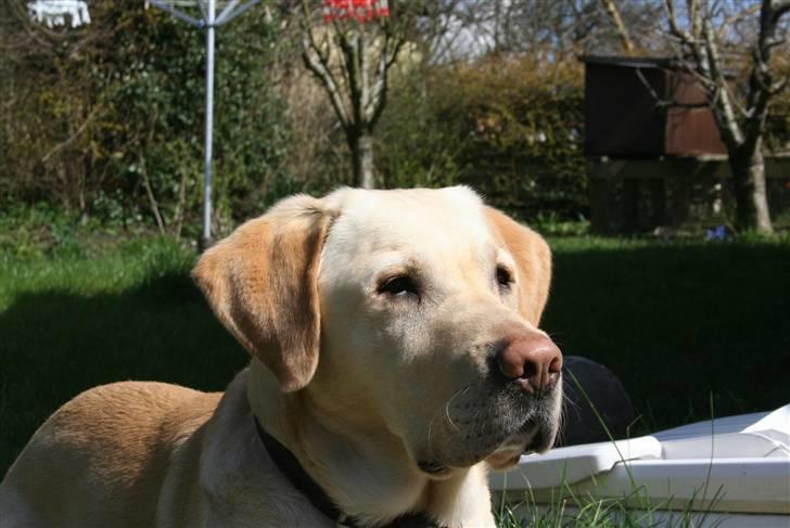 Labrador retriever Zazu - Lækre Lækre Zazu:) billede 8