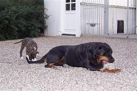 Amerikansk staffordshire terrier Caia billede 13