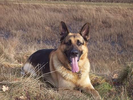 Schæferhund Basse - Basse på en afslappet søndag billede 1