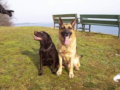 Schæferhund Basse - Basse sammen med en af hans kærester "Chanel" billede 2
