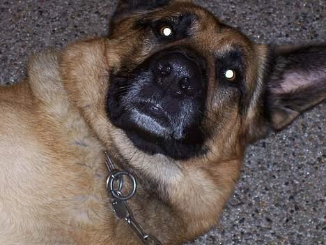 Schæferhund Basse billede 3