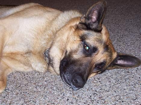 Schæferhund Basse billede 4