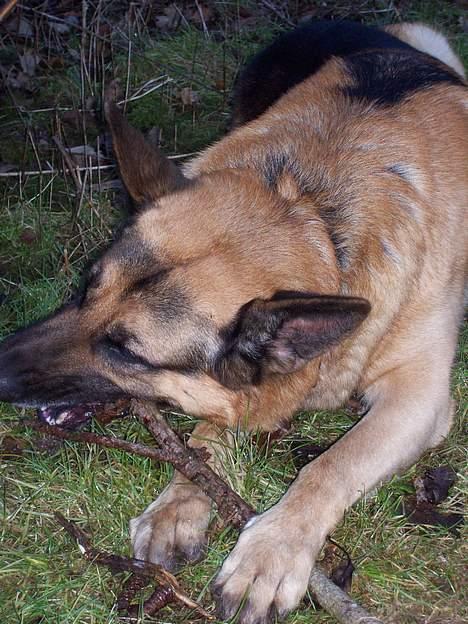 Schæferhund Basse billede 5