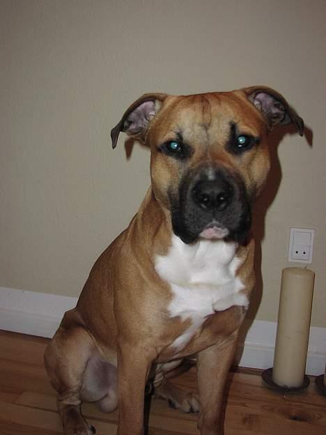 Amerikansk staffordshire terrier Primo - åhh skal jeg nu lege fotomodel igen!! 10 mån. billede 9
