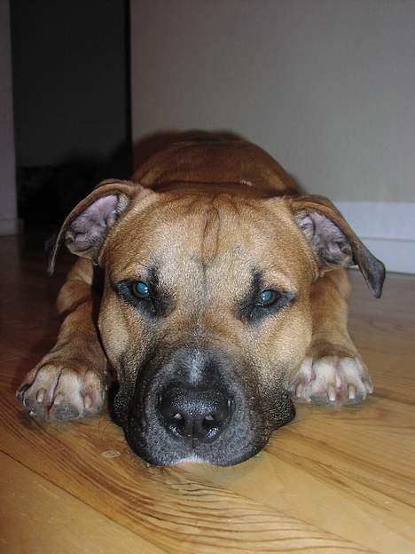 Amerikansk staffordshire terrier Primo - jeg gider ikk.. billede 10