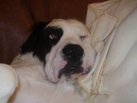 Blanding af racer Emma* himmelhund* - Åhhhh........der findes ikke noget bedre end råhygge i sofaen........alt bliver ligesom slapt i ansigtet billede 9