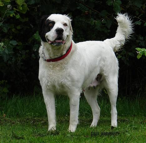 Blanding af racer Emma* himmelhund* - Tænk sig, at man står her i regnen for, at få taget 1000vis af billeder............når nu man kunne ligge hjemme i sofaen og sooooove billede 10