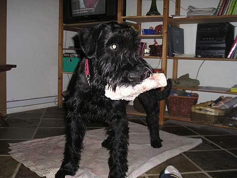 Riesenschnauzer Holli R.I.P <3 - se mit flotte ben:o) billede 7