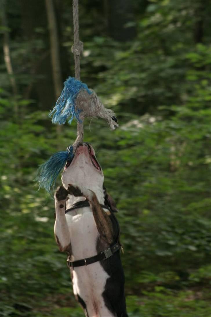 Amerikansk staffordshire terrier Amigo billede 8