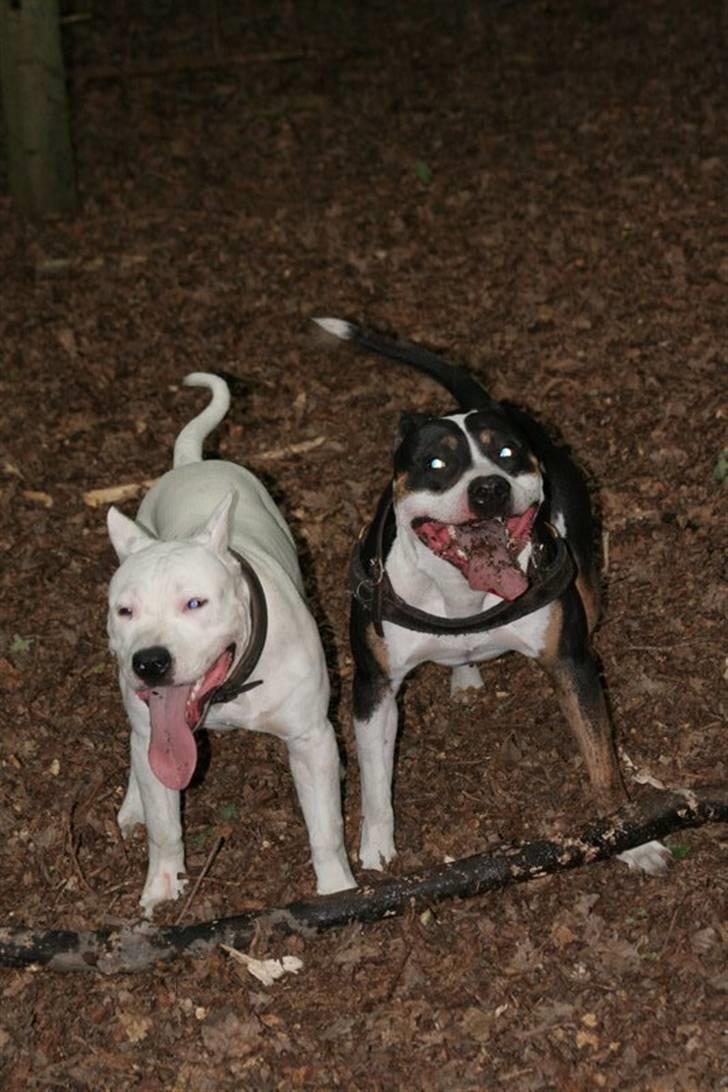 Amerikansk staffordshire terrier Amigo billede 9