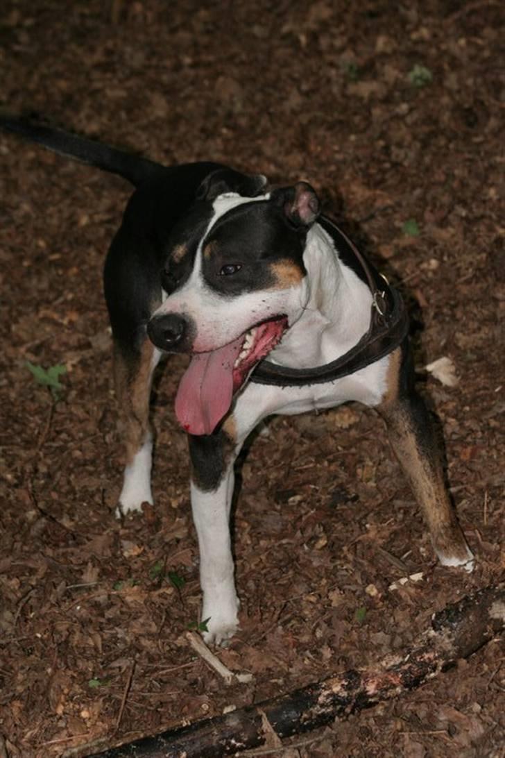 Amerikansk staffordshire terrier Amigo billede 10