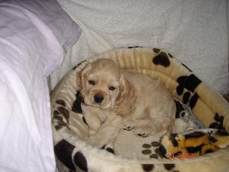 Amerikansk cocker spaniel BOSS billede 1