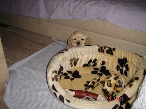 Amerikansk cocker spaniel BOSS billede 2