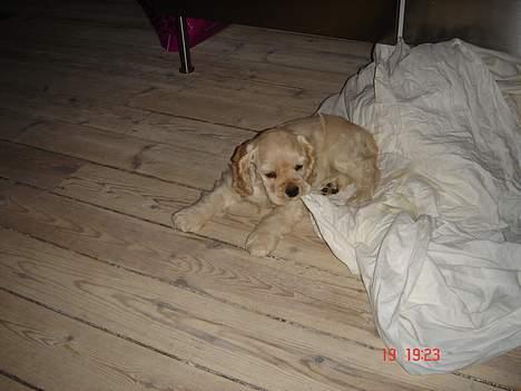 Amerikansk cocker spaniel BOSS billede 3