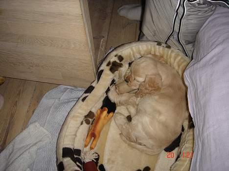 Amerikansk cocker spaniel BOSS billede 4