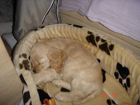 Amerikansk cocker spaniel BOSS billede 5