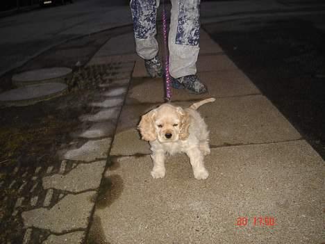 Amerikansk cocker spaniel BOSS billede 6