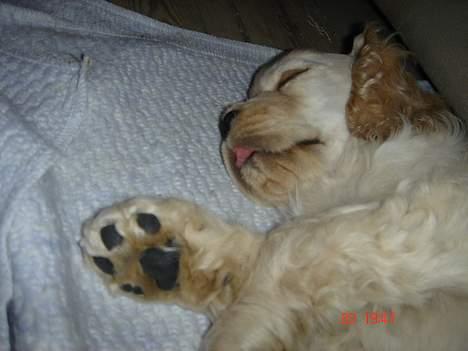 Amerikansk cocker spaniel BOSS billede 7