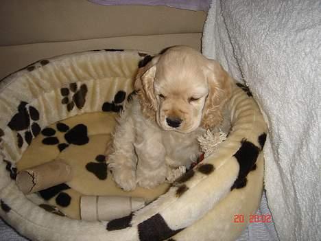 Amerikansk cocker spaniel BOSS billede 8