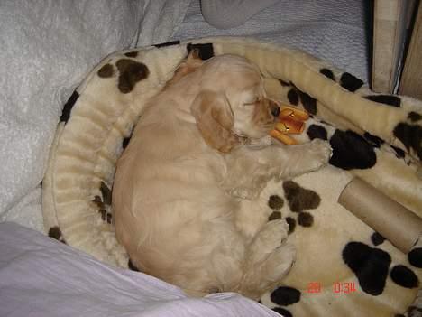 Amerikansk cocker spaniel BOSS billede 9