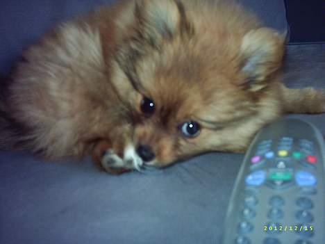 Pomeranian Tilde billede 19