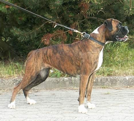 Boxer Equitta billede 1