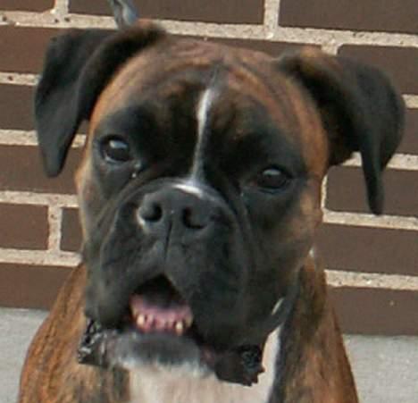 Boxer Equitta billede 2