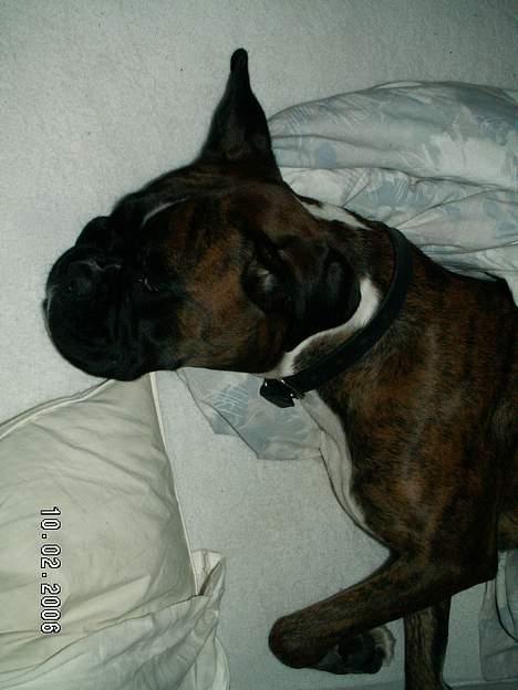 Boxer Equitta billede 3